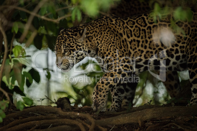 Jaguar prowling through forest framed by leaves