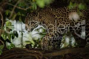 Jaguar prowling through forest framed by leaves