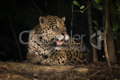 Jaguar lying on earth bank under trees