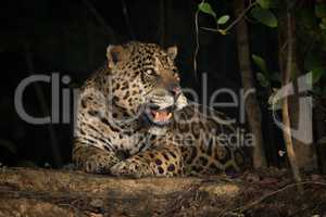 Jaguar lying on earth bank under trees