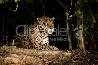 Jaguar lying on earth bank in trees