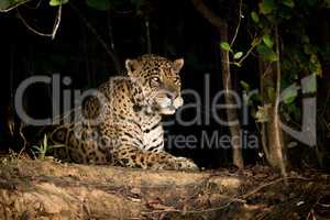 Jaguar lying on earth bank in trees