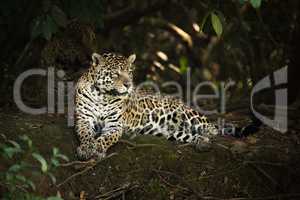 Jaguar lying under trees on shady bank