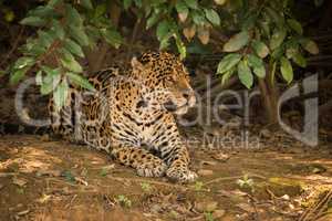 Jaguar lying on bare earth under bushes