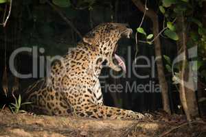 Jaguar lying in shade of trees yawning