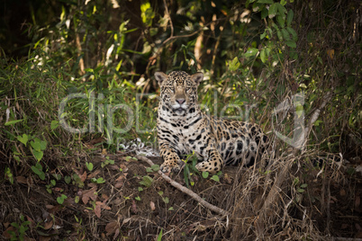 Jaguar lying down on leafy river bank