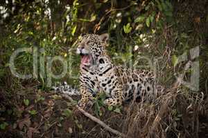 Jaguar lying down on river bank yawns