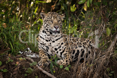 Jaguar lying down in undergrowth looks right