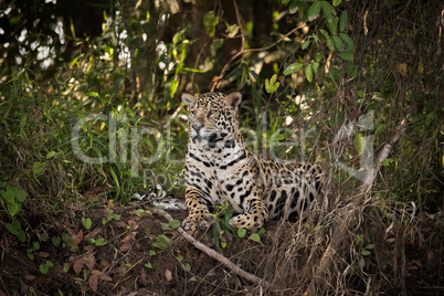 Jaguar lying down in undergrowth looks left