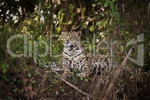 Jaguar lying down in undergrowth looks left