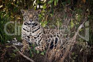 Jaguar lying down in undergrowth faces camera