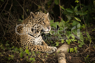 Jaguar lying by log in dense undergrowth