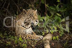 Jaguar lying by log in dense undergrowth