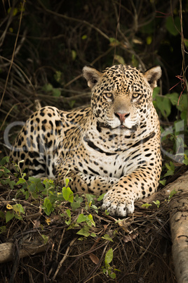 Jaguar lying by log in dense forest