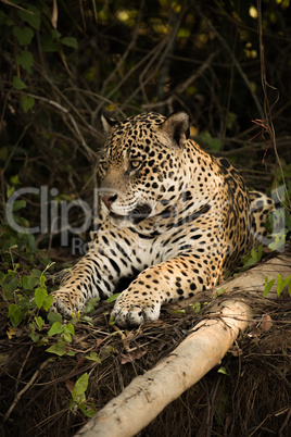 Jaguar lying beside log on earth bank