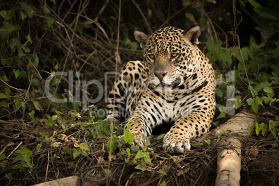Jaguar lying beside log on overgrown bank