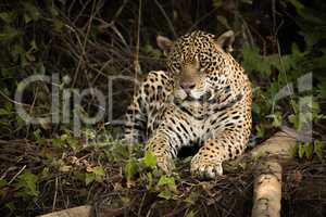 Jaguar lying beside log on overgrown bank