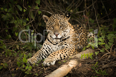 Jaguar lying beside log in leafy undergrowth