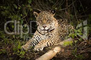 Jaguar lying beside log in leafy undergrowth