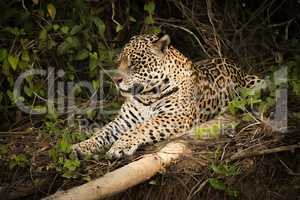Jaguar lying beside log in leafy bushes