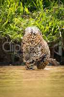 Jaguar looking left walking through muddy shallows