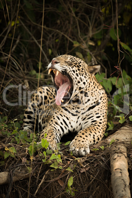Jaguar lying beside dead log yawns widely