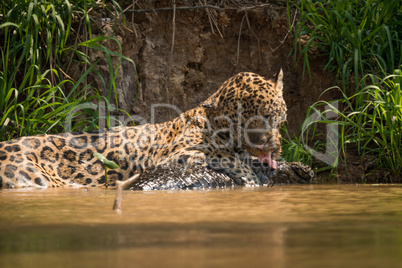 Jaguar licking yacare caiman by river bank