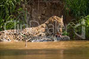 Jaguar licking yacare caiman by river bank