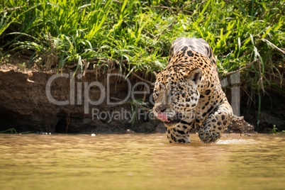 Jaguar licking lips walking through muddy shallows