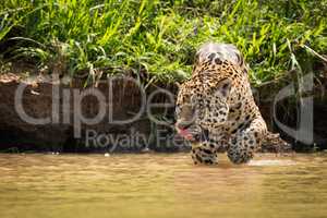 Jaguar licking lips walking through muddy shallows