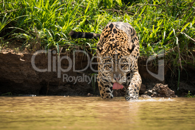 Jaguar in shallows drinking from muddy river