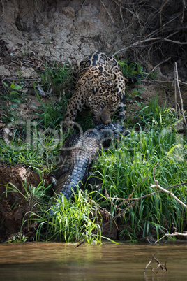 Jaguar hauling yacare caiman up river bank