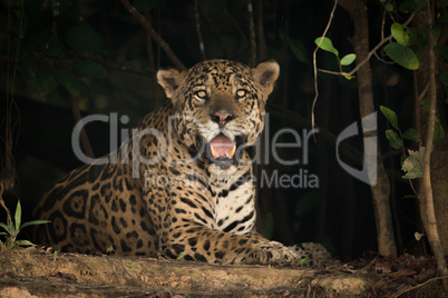 Jaguar in shade of trees facing camera