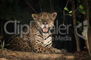 Jaguar in shade of trees facing camera