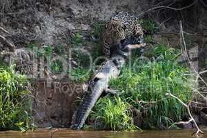 Jaguar hauling yacare caiman out of river