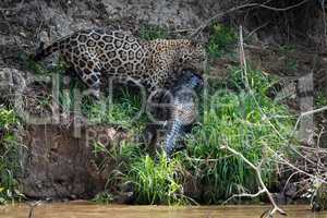 Jaguar hauling yacare caiman along river bank