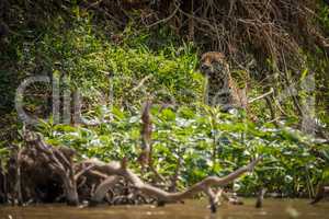 Jaguar half-hidden by undergrowth on river bank