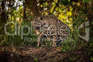 Jaguar gets up to walk through undergrowth