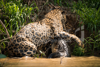 Jaguar fighting with yacare caiman in river