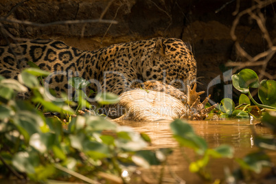 Jaguar eating dead yacare caiman in river