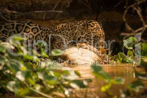 Jaguar eating dead yacare caiman in river