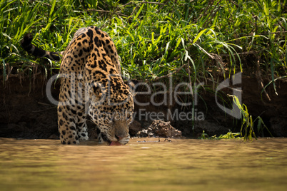 Jaguar drinking from muddy river beside bank