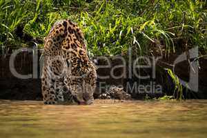 Jaguar drinking from muddy river beside bank