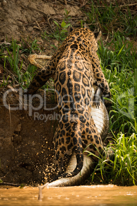 Jaguar dragging yacare caiman up river bank