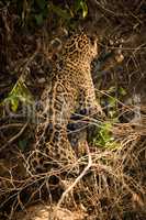 Jaguar dragging yacare caiman up muddy bank