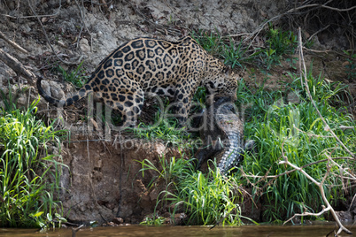 Jaguar dragging yacare caiman on river bank