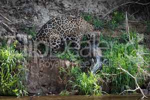 Jaguar dragging yacare caiman on river bank