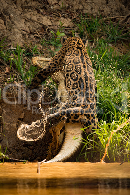 Jaguar dragging yacare caiman along river bank