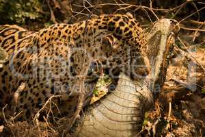 Jaguar dragging dead yacare caiman through undergrowth