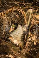 Jaguar dragging dead yacare caiman through branches